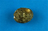 藏品(大圓蜑螺)的圖片